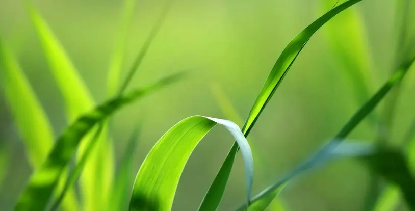Blade of Grass